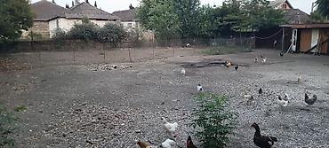 Torpaq sahələrinin satışı: 3 sot, Tikinti, Barter mümkündür, Kupça (Çıxarış) -da lalafo.az — 3 Torpaq sahələrinin satışı: 3 sot, Tikinti, Barter mümkündür, Kupça (Çıxarış) — 3