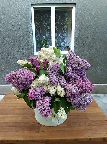 Сирень: Продаю саженцы. Сажать и пересаживать нижеперечисленное нужно весной — 22