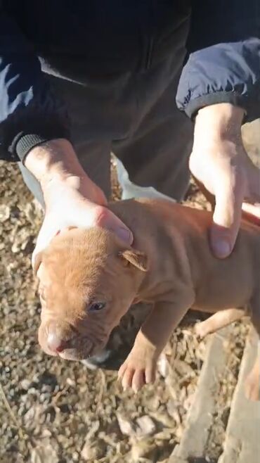 İtlər: Pitbul, 1 ay, Erkek, Peyvəndli, Pulsuz çatdırılma — 15