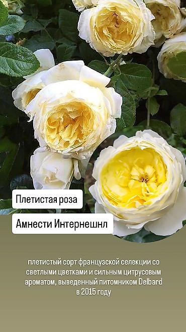 сколько стоит 101 роза в кыргызстане: Саженцы Платная доставка — 7