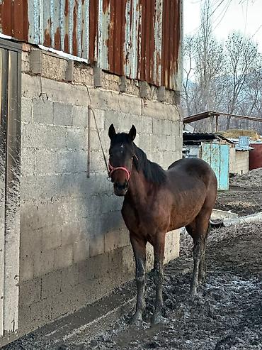 Лошади, кони: Продаю | Жеребец | Рабочий — 1
