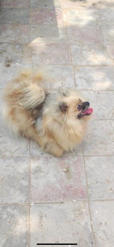 pomeranian satış: Çixuahua, 5 ay, Erkek