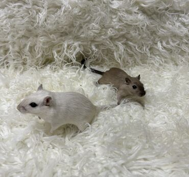 Хомяки: Ручные песчанки монгольские. Красивые окрасы, есть девочки и мальчики — 9