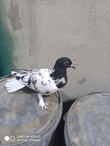 Göyərçinlər: Qara-ağ ləkəli dekorativ göyərçin - Rəng: baş və boyun hissəsi tünd -da lalafo.az — 7 Göyərçinlər: Qara-ağ ləkəli dekorativ göyərçin - Rəng: baş və boyun hissəsi tünd — 7