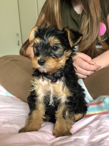 Yorkshire Terrier Puppy For adoption 11 Weeks old READY TO LEAVE, Vet