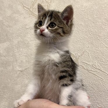 домик для котов: Котенок(девочка) 1месяц в добрые руки - Окрас: табби с белым