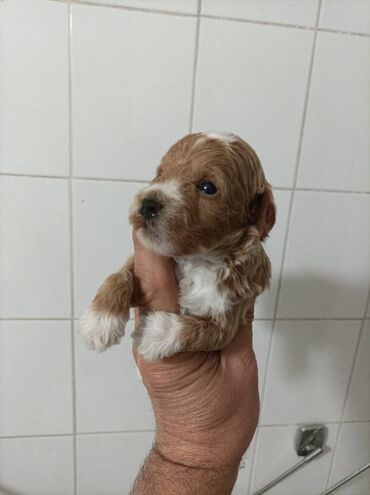Psi: Na prodaju štenci maltipoo F2B iz odgajivačnice FCI 5411 "God's Gift" — 2
