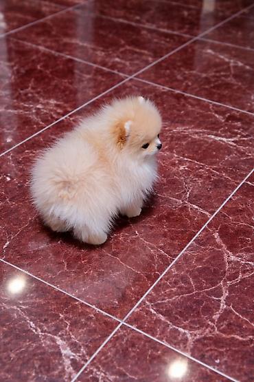 Psi: Pomeranac zenkica. Dostupna prelepa ženkica pomeranca. Starosti 4 mes — 6