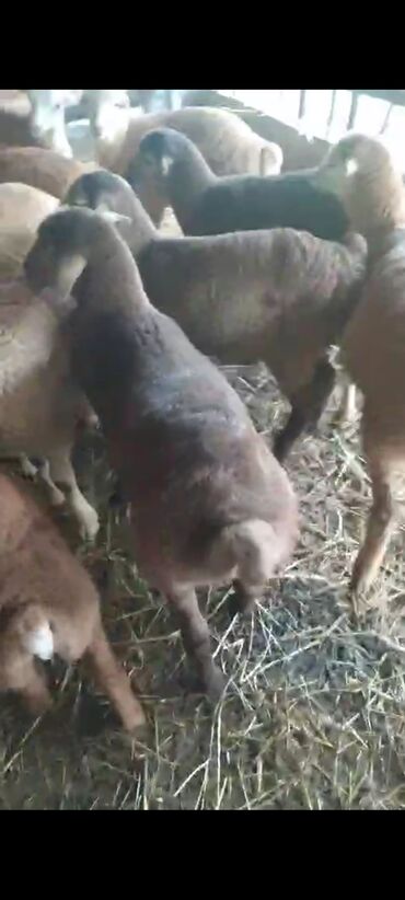 бу собака цена: Kök quzular Bakı şəhərine catdirma var resdaranlara kom şəkildə tam
