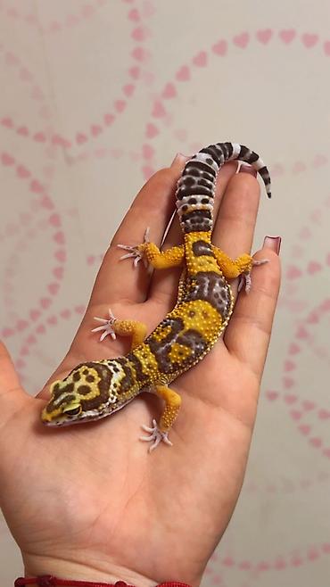 keci heyvan: Bearded dragon ( aqama ) ve gecko ( eublefar ) kertenkele balalari — 2