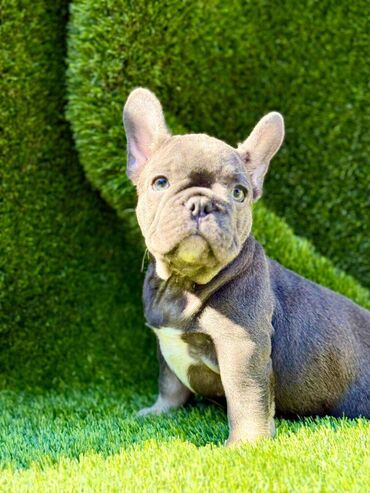 Psi: Odgajivačnica La Casa de Frida – FC Srbija Predstavlja prelepe štence na lalafo.rs — 5 Psi: Odgajivačnica La Casa de Frida – FC Srbija Predstavlja prelepe štence — 5