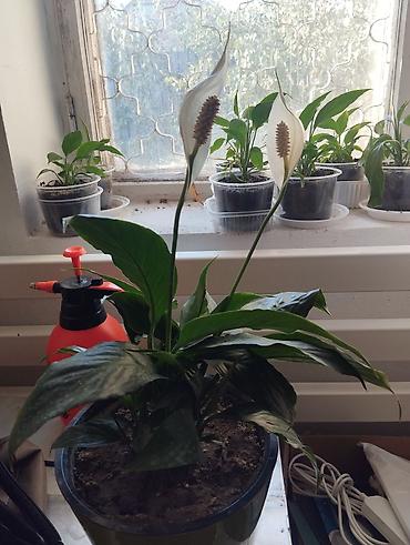 пакрывало: Спатифиллум (Spathiphyllum) в декоративных горшках - Комнатное — 2