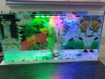 светильник для аквариума: Продаю аквариум с рыбками и фильтром, аэрациясветильником.Рыбок