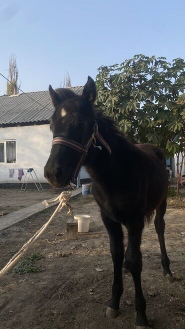 продаю музоо торпок корова самка бык самец айрширская ангус алатауская на забой для разведения на откорм племенные нетель привязанные: Продаю | Жеребенок | Для разведения