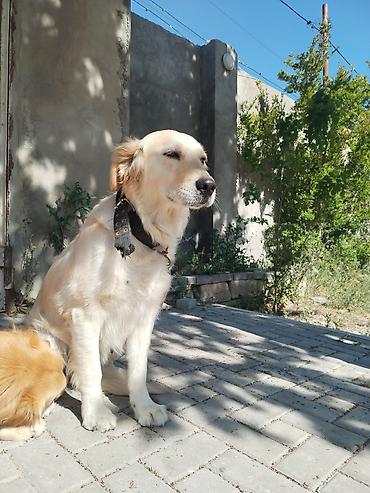 İtlər: Qızılı Retriver – səmimi və mehriban ailə iti - Cins: Golden — 3