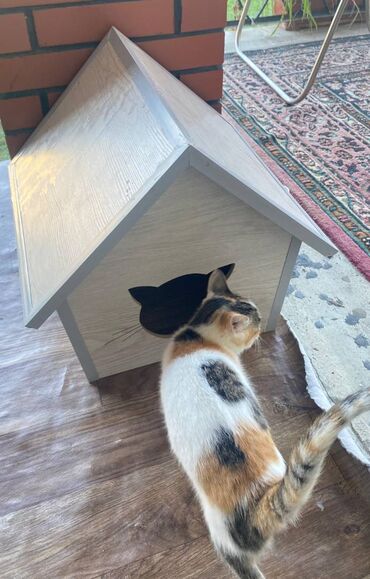 Yuvalar: Salam. Pişik, dovşan və itlər üçün keyfiyyətli yuvalara sifariş qəbul — 3