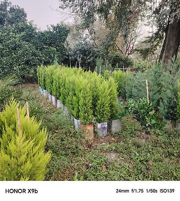 qara torpaq ve peyin: Thuja (Qızıl şam, leylandi tipli dekorativ iynəyarpaq) fidanları - — 7