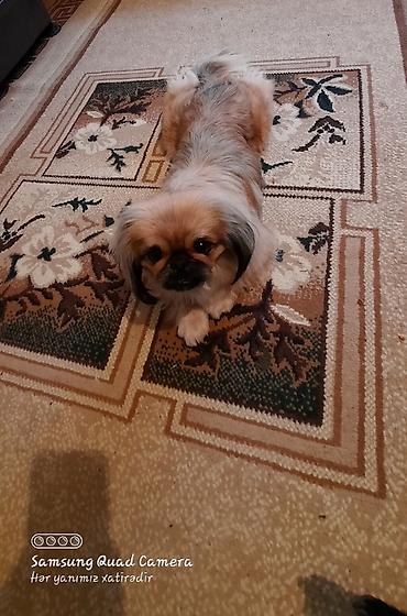 itler gence: Pekines, 4 il, Dişi, Peyvəndli, Ünvandan götürmə, Ödənişli çatdırılma — 3