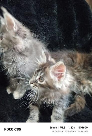 фул слив пантери: Мейн-Куны!!!🥰🥰🥰 Продаются Чистокровные,Шикарные котята! Отличная — 9