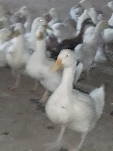 Ördəklər: Satışda ördək sürüsü - Növ: ağ və qarışıq rəngli ev ördəkləri — 8