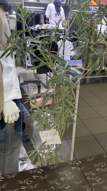 живые растения: Продаю живой цветок кустарник Олеандр, для офисов и общественных мест