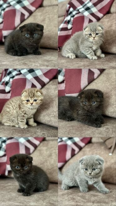 сколько стоит маленький котёнок: Шотландская, Самец, Самка