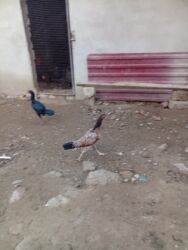 Toyuqlar: Heyratı toyuq satılır bir ədədi 60 manatdır tam sağlamdır türk sortudu -da lalafo.az — 6 Toyuqlar: Heyratı toyuq satılır bir ədədi 60 manatdır tam sağlamdır türk sortudu — 6