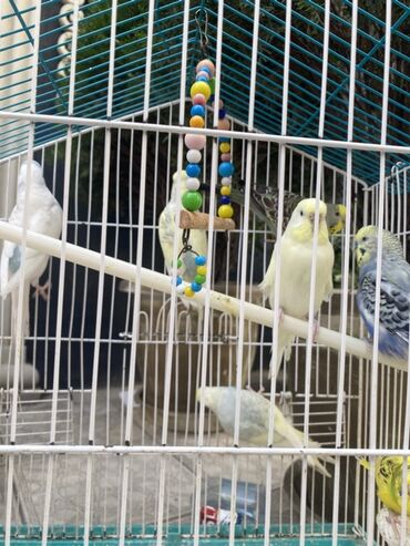 Göyərçinlər: Tutuquşları