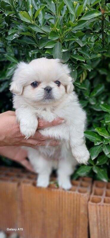 ev heyvanları: Pekines, 2 ay, Erkek, Peyvəndli, Ünvandan götürmə
