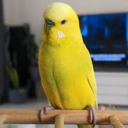 котенка в добрые руки: Tək şəkildəki tutuquşu 10azn, qəfəs yem su qabı və aksesuar qarışıq