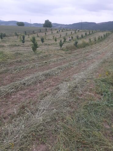 Landşaft işləri: Kupcalı 41 sot torpaq 20 sotda satilir — 29