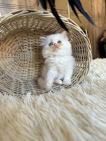 Pişiklər: Fars — 1