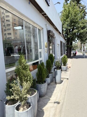 отель в бостери: Сдаю Офис, 14 м², 1 линия