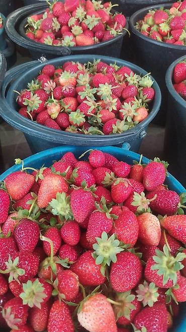 Клубника: Клубника — 22