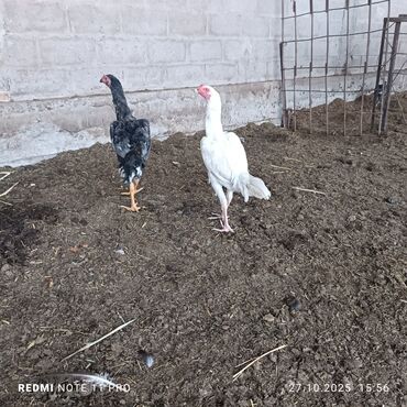 продажа домашних животных: Продаю | Петух | Бойцовая, Дакан | Для разведения, Для боев