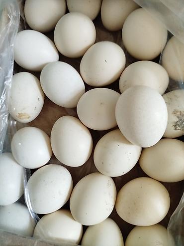 kirpi eti satışı: Temiz qan,mayali yaponka yumurtalari satilir.1i 70 qepik Vhatsap — 1