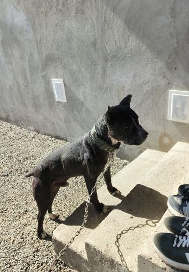 it pişik: Pitbul, 5 il, Erkek, Peyvəndli, Pulsuz çatdırılma