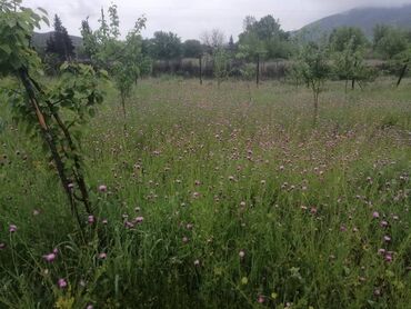 Torpaq sahələrinin satışı: 35 sot, Kupça (Çıxarış) — 21