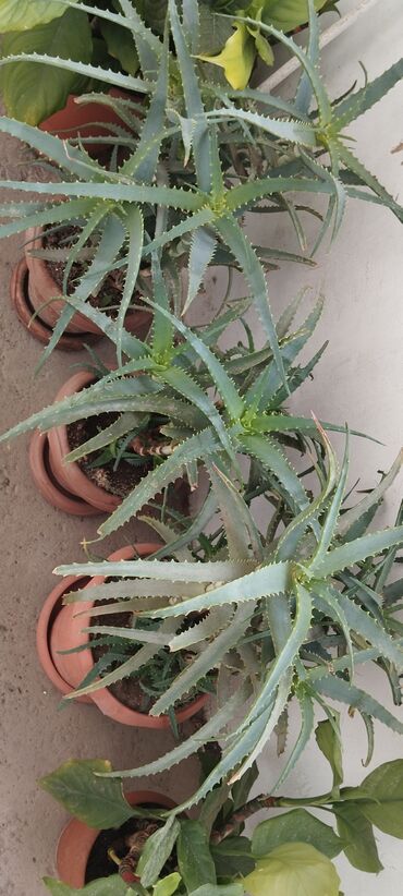 Otaq bitkiləri: Qadın xöşbəxtliyi gülü, torpağı münbit torpaqdır,gül sağlamdır,ev və — 10