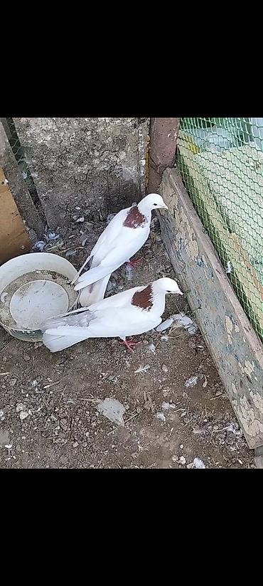 ordek yumurtası satışı: Ağ rəngdə, boyun nahiyəsində qəhvəyi ləkəli 2 ədəd göyərçin cütü. - — 4