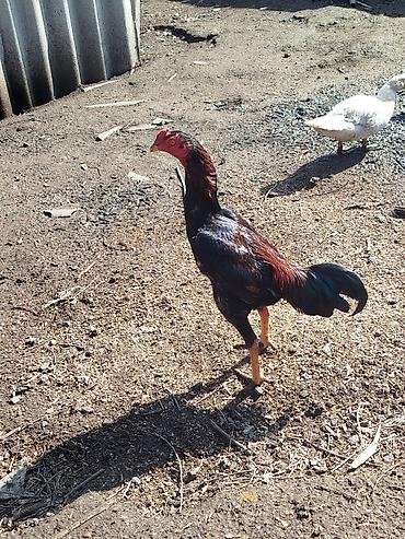 Куры, петухи: Продаю | Петух | Бойцовая | Для разведения — 3