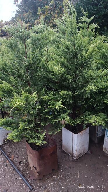 şam ağac: Salam bizdə olan qızılı lelandır ağacı satılır hündürlüyü 1 metrdən