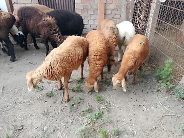 Баран, овца: Продаю | Ягненок at lalafo.kg — 11 Баран, овца: Продаю | Ягненок — 11