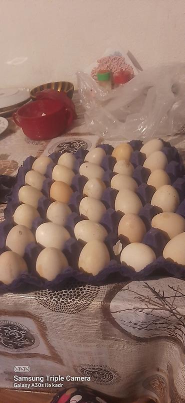 Təzə ördək yumurtası yalniz zeng edin firenq yumurtalari biri 1 man - lalafo.az -da Təzə ördək yumurtası yalniz zeng edin firenq yumurtalari biri 1 man -
