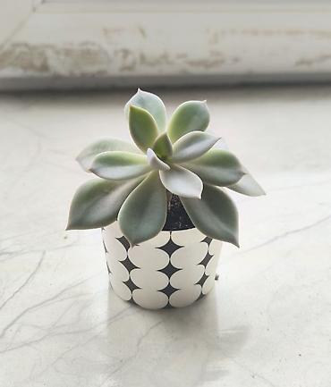 soltan daragi gulu: 🌿 Kiçik Echeveria satılır! ☀️ Güclü günəş işığını sevir və günəşli — 1