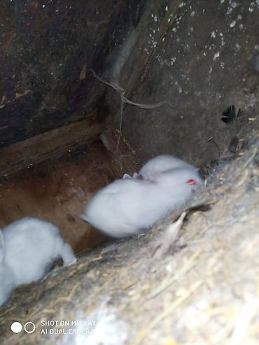 karlık dovsan: Hədiyyəlik təcili əsil natura karlik dovşanlar satılır ucuz qiymətə — 4