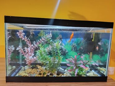 Akvariumlar: Təcili satılır köclə -da lalafo.az — 8 Akvariumlar: Təcili satılır köclə — 8