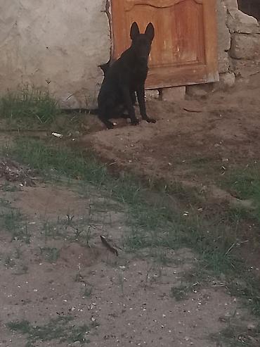 Alman çoban iti