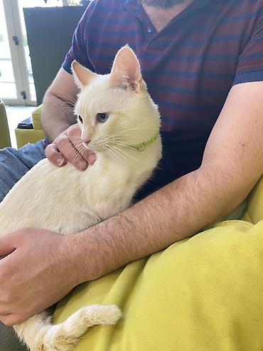 ağ pisik: Ağ rəngli, qısa tüklü ev pişiyi Yeni sahip axtaririq britsh cinsidi — 2