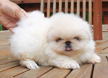 İtlər: Pekines, 1 ay, Dişi — 1